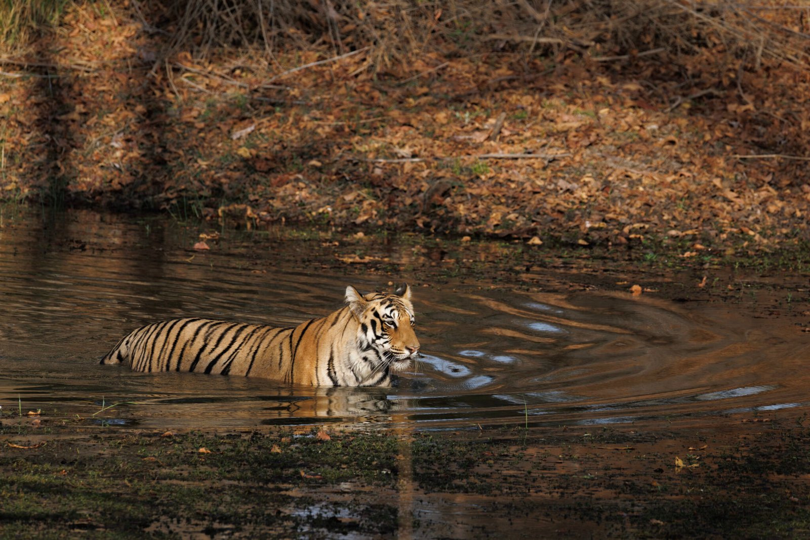 A majestic Yiger wading through a forest waterhole, captured during field training for students in our wildlife photography courses and advanced photography course.