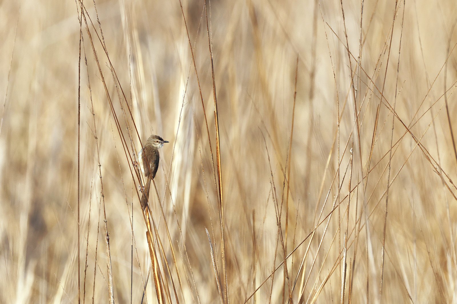 Advance photography course and wildlife photography courses example featuring a small brown bird perfectly camouflaged in tall, dry golden grass.