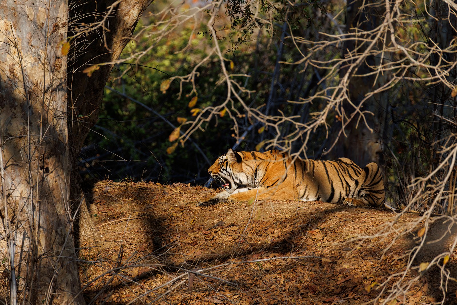 Advanced photography course and wildlife photography courses highlights: Master the art of tracking and capturing predators on the hunt